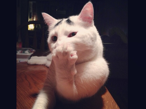 Katt, Internet, reddit, instagram